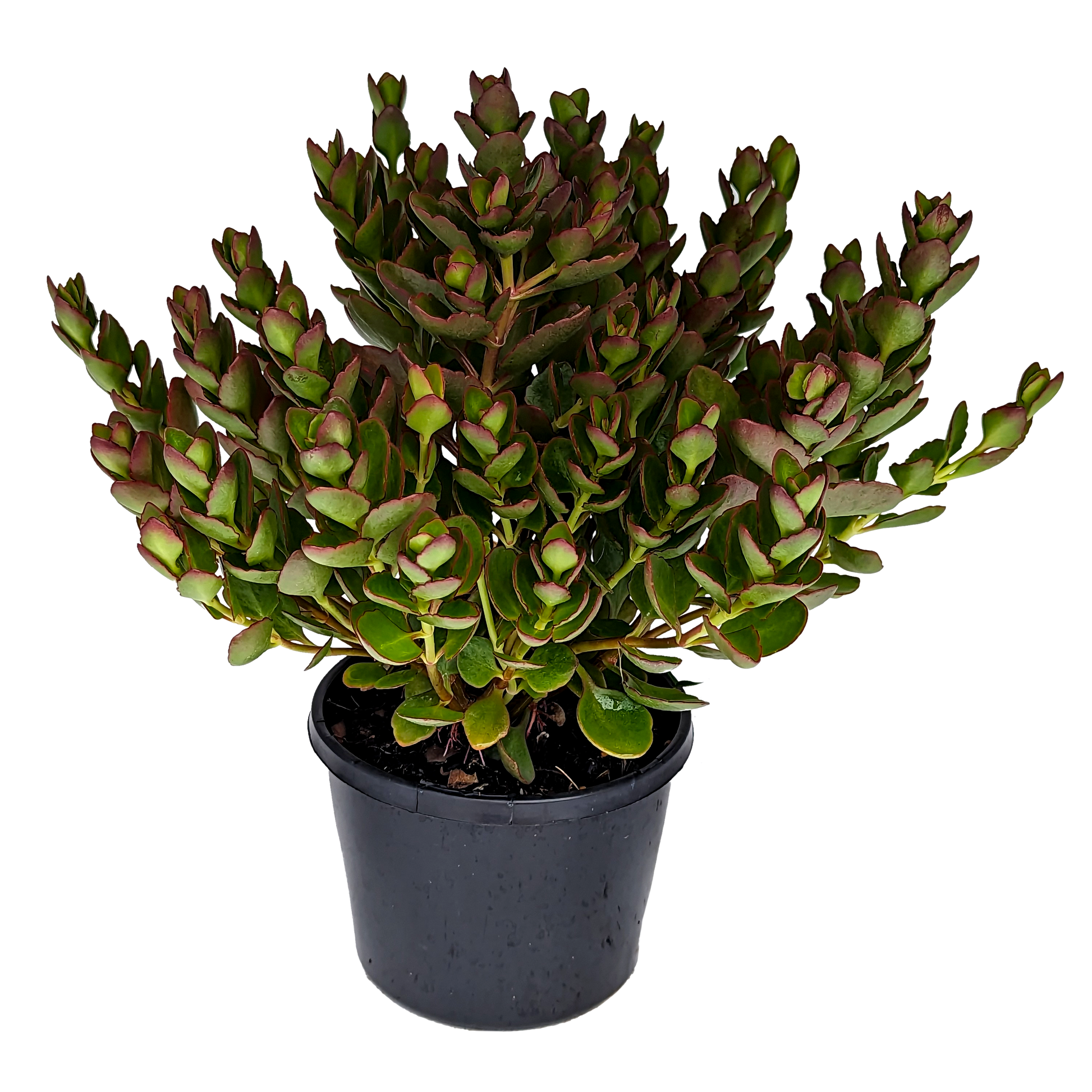 Kalanchoe mirabella - Magic Bells 125mm