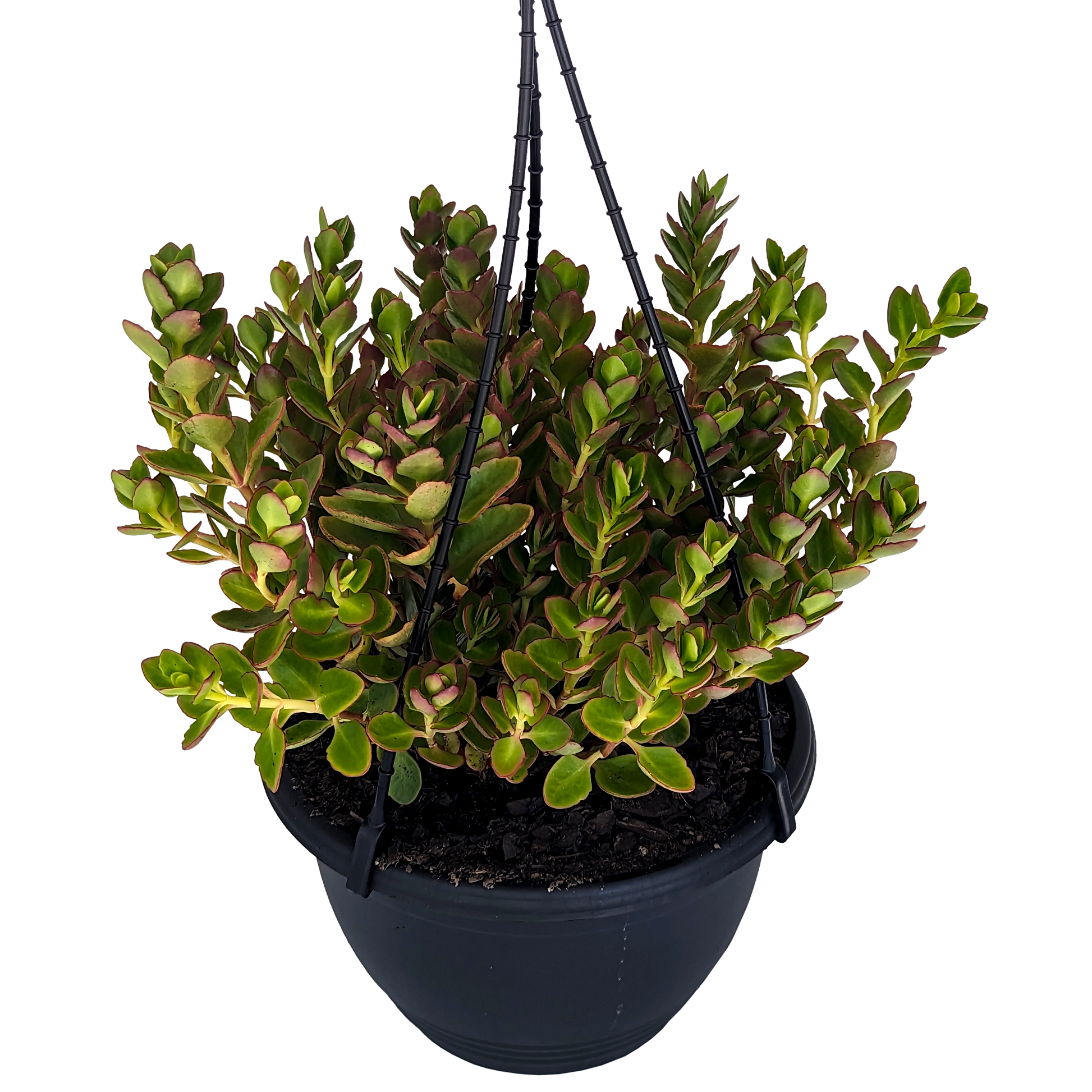 Kalanchoe mirabella - Magic Bells 200mm