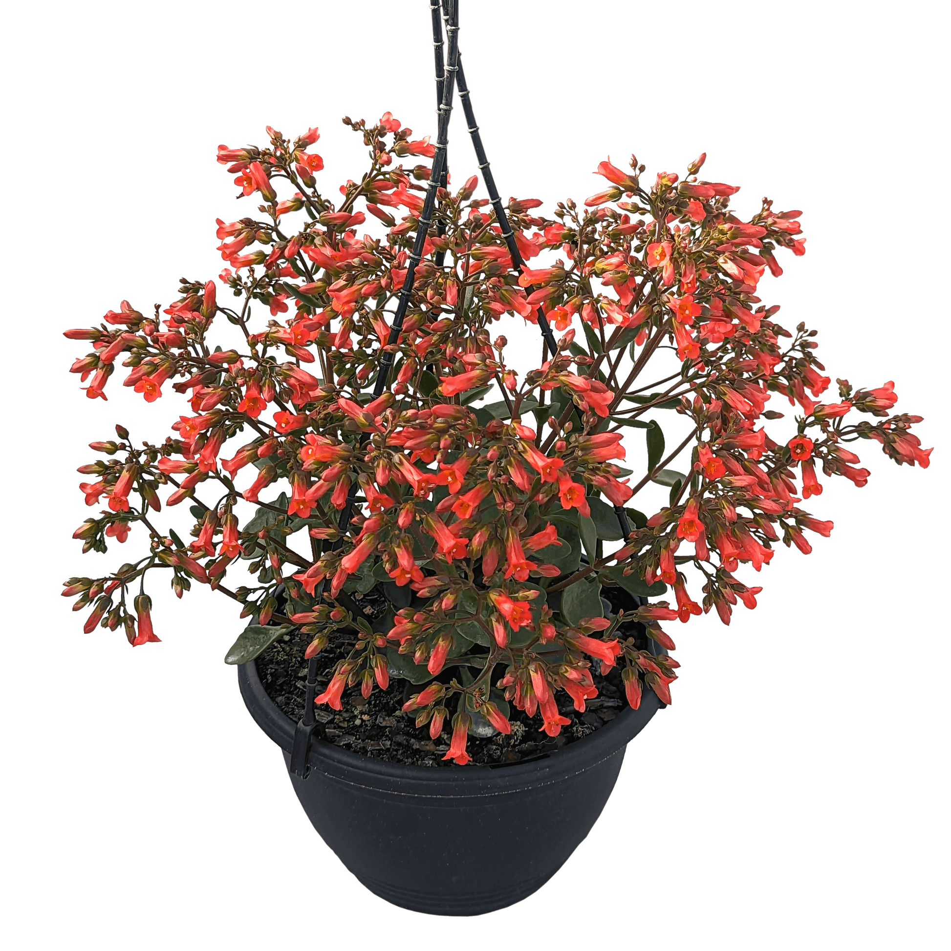 Kalanchoe mirabella - Magic Bells 200mm Flowering