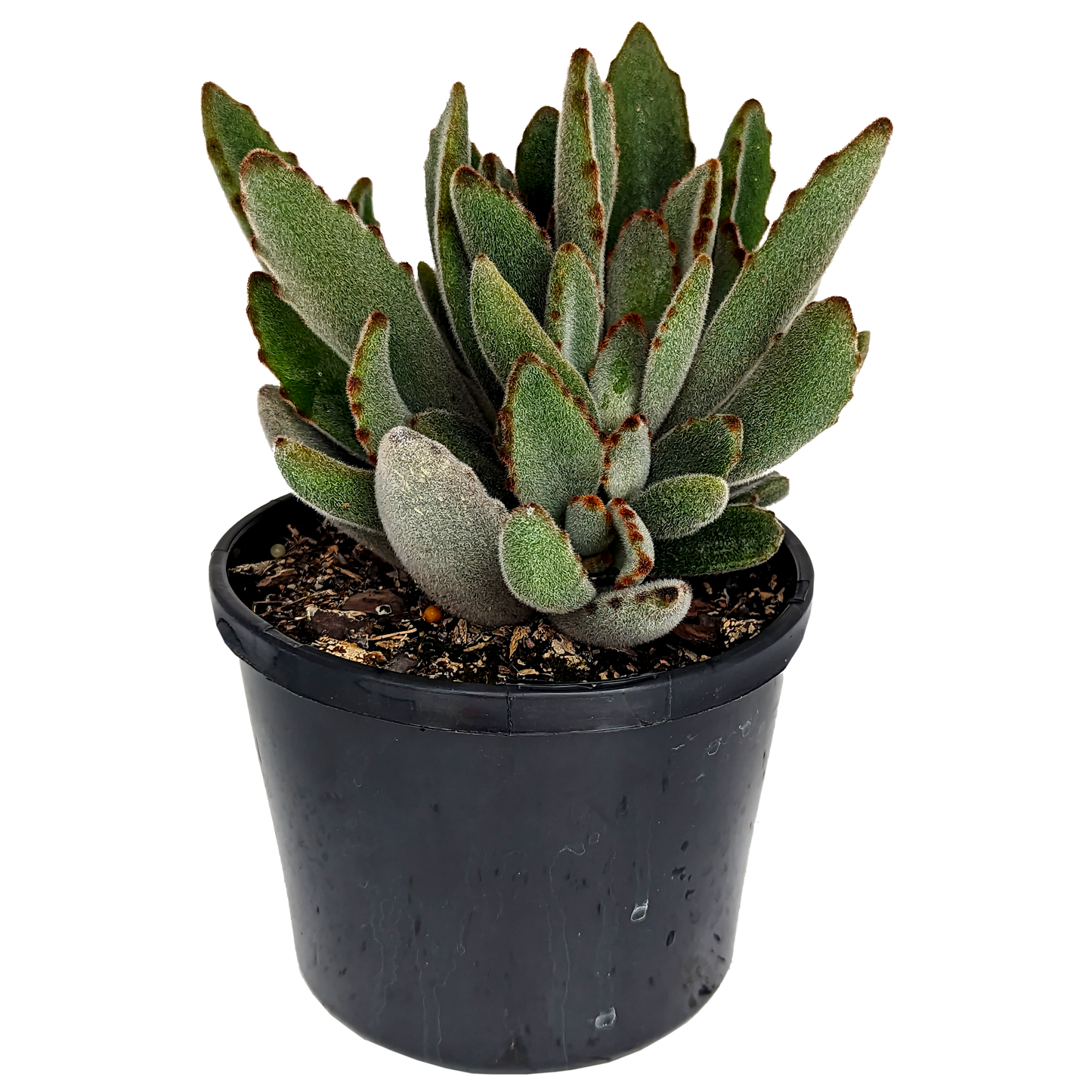 furry bunny ear shaped foliage succulent. Kalanchoe Panda plant.
