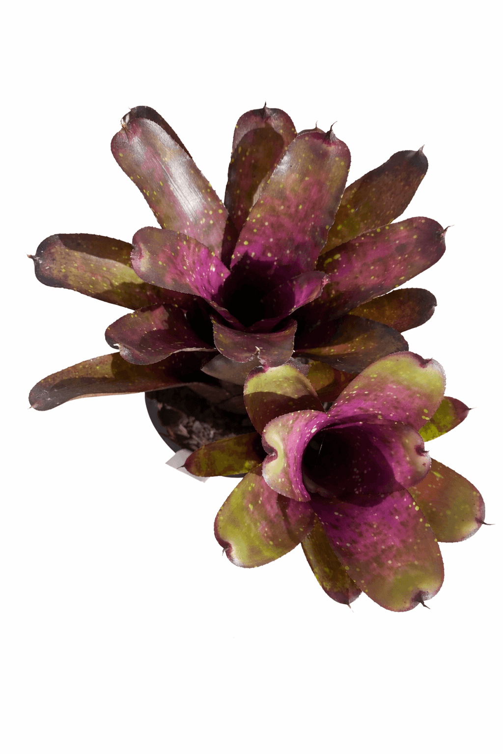 Neoregelia 'Klingon' is an other worldly cultivar that showcases a dark purple colour is beautifully complemented by marbling in lighter shades with light green to white spots.