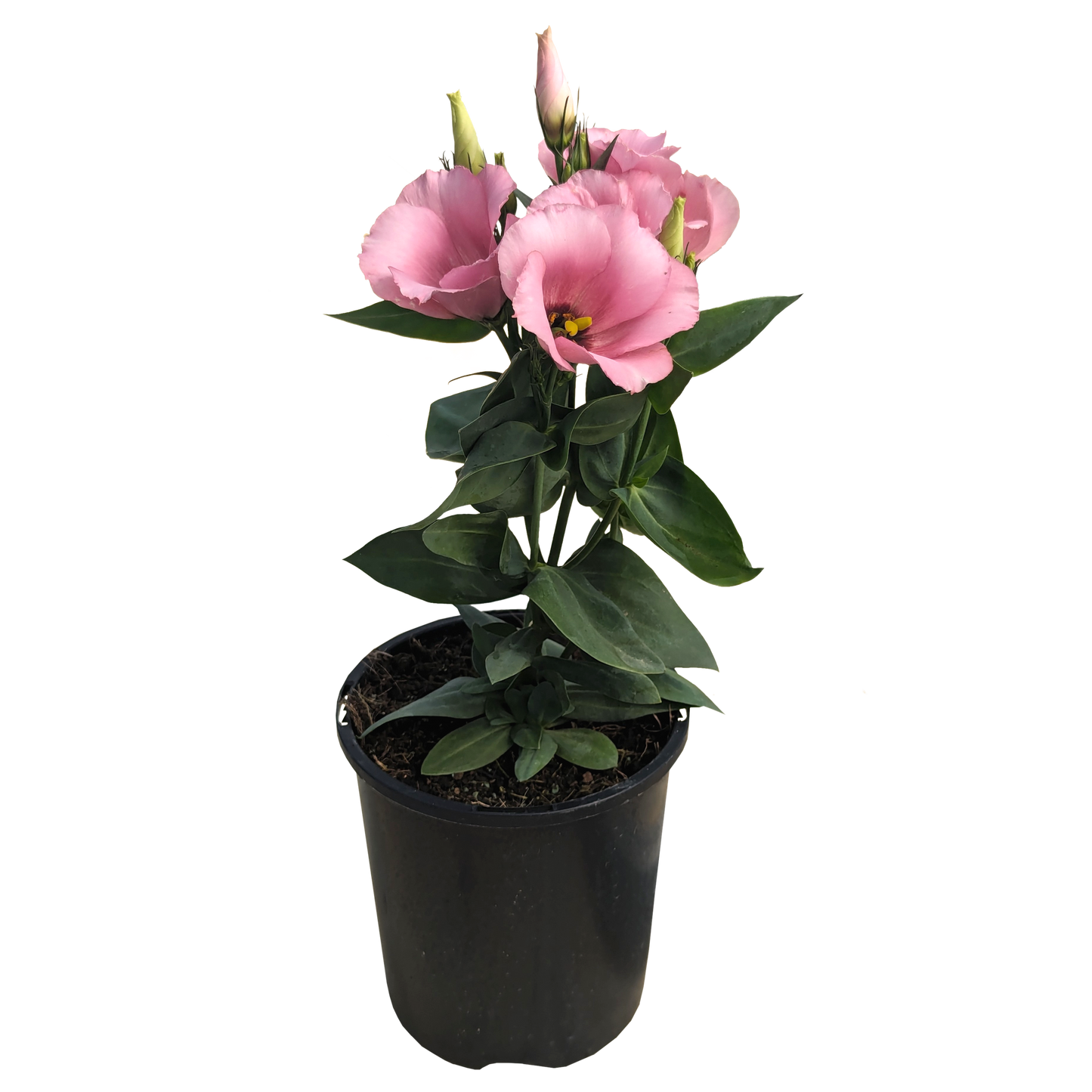 pink flower potted lisianthus