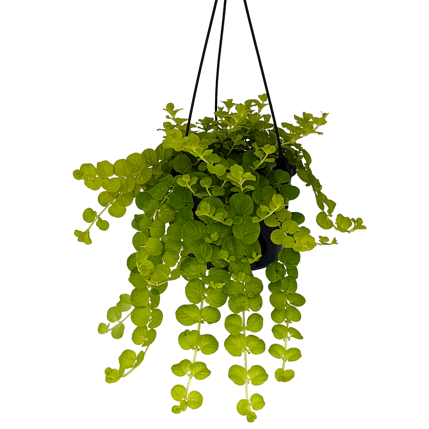 Lysimachia - Golden Moneywort 125mm