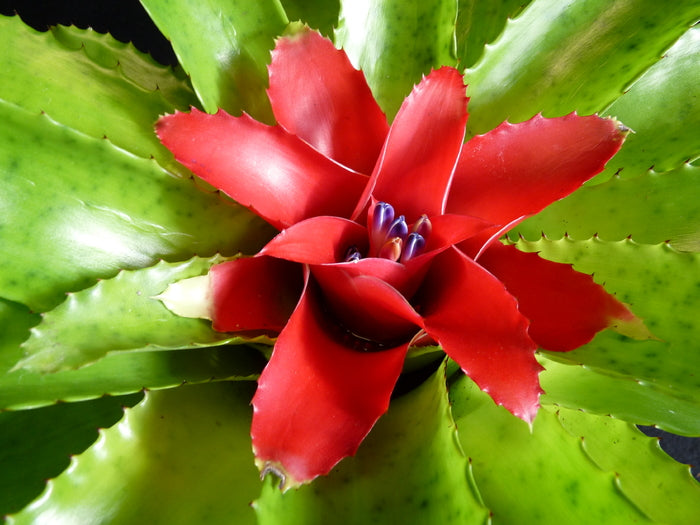 Neoregelia Blushing Bromiliad Flower