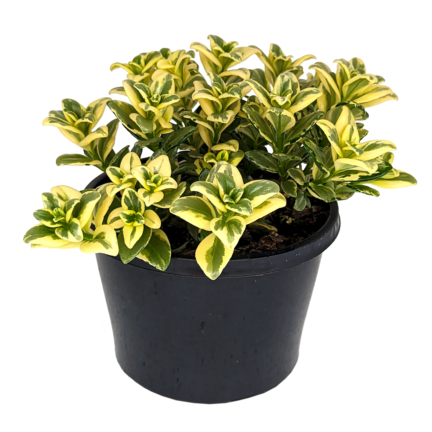 Nematanthus - Variegated Goldfish Plant 155mm