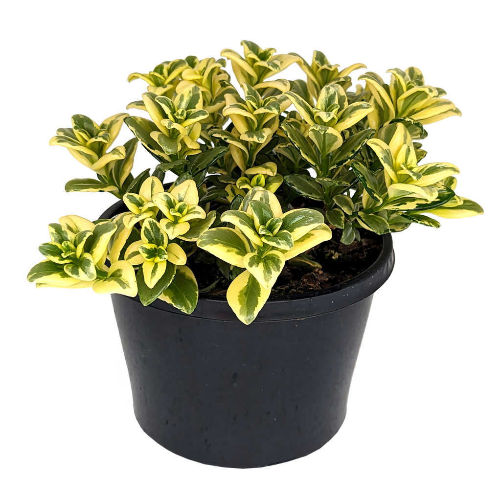 Nematanthus Variegated Goldfish Plant Our Plant Shop