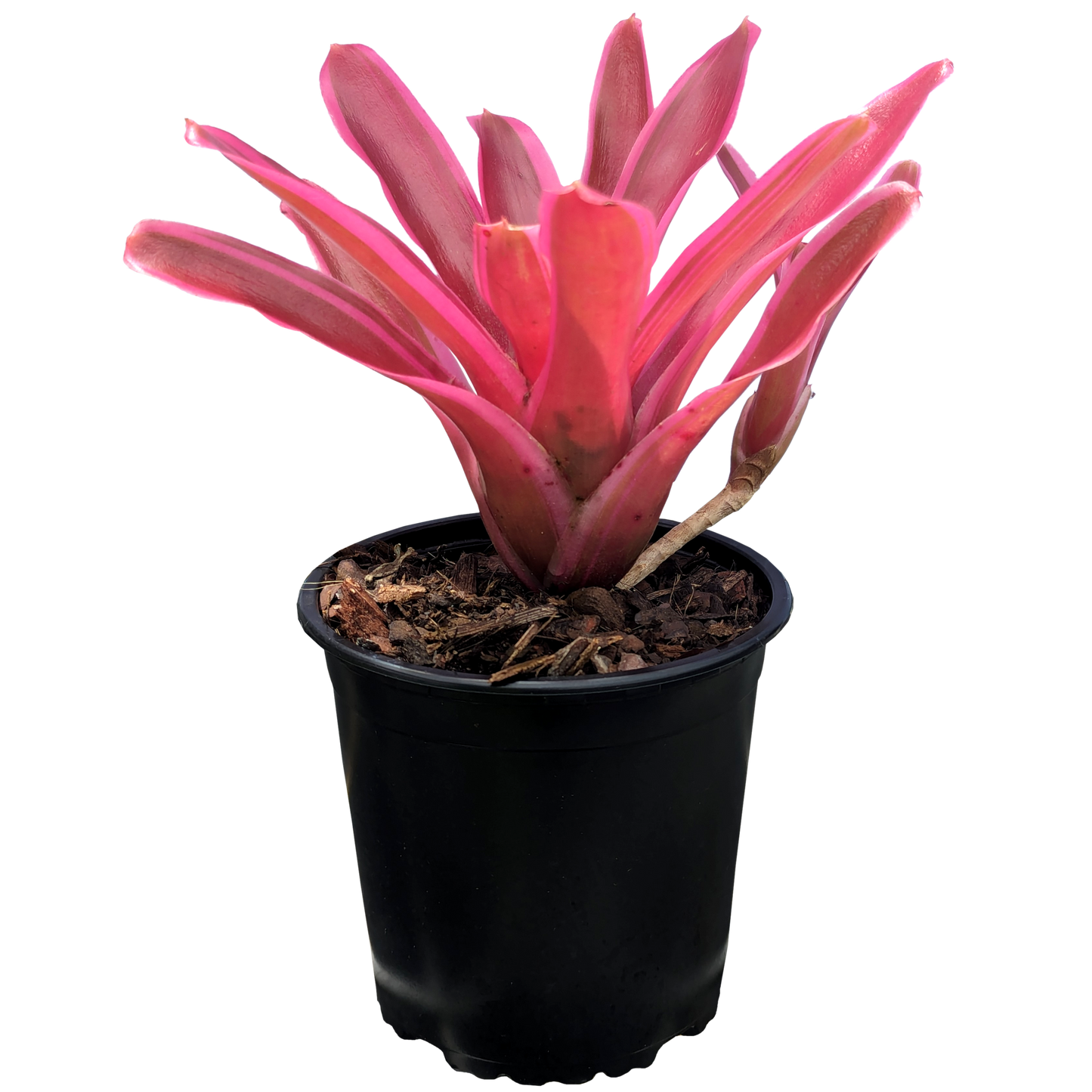 Neoregelia Annick 130mm
