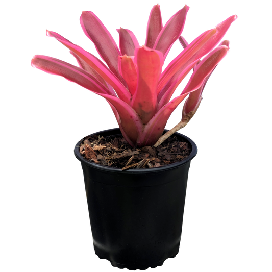Neoregelia Annick 130mm