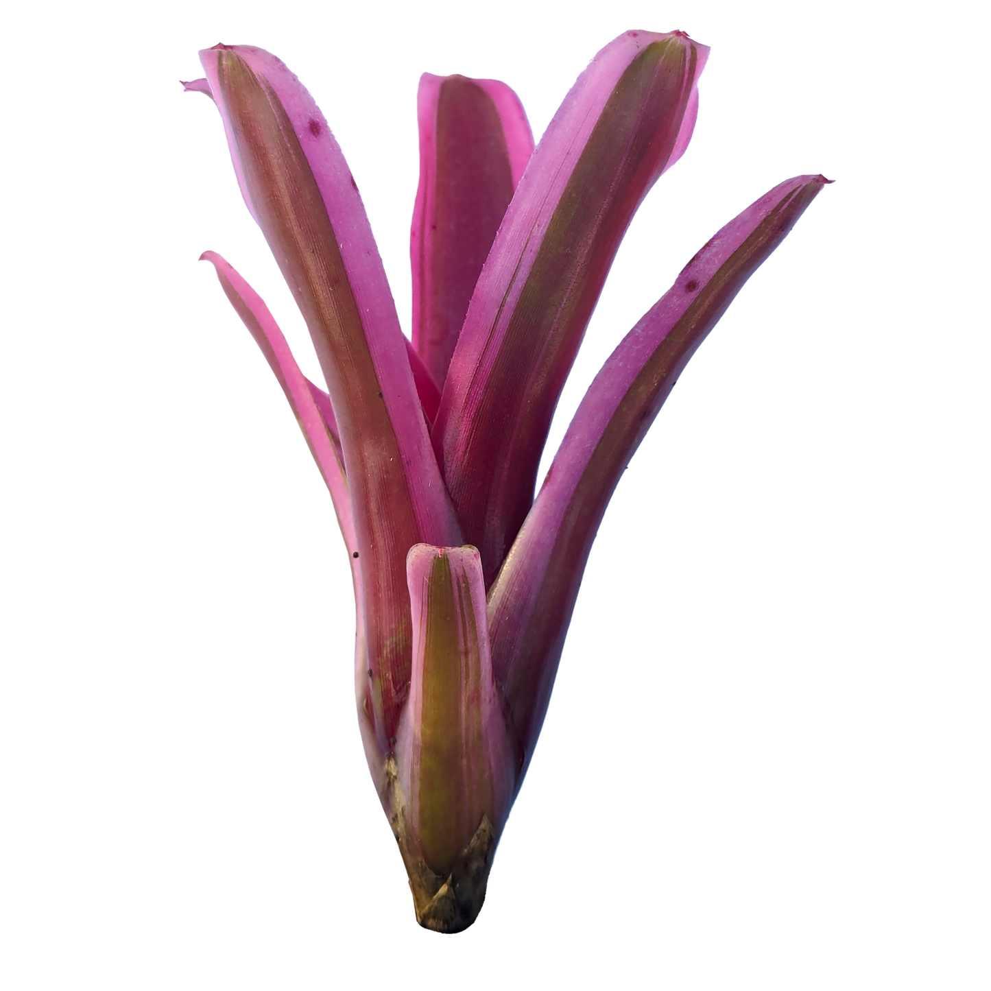 Neoregelia Annick Pup