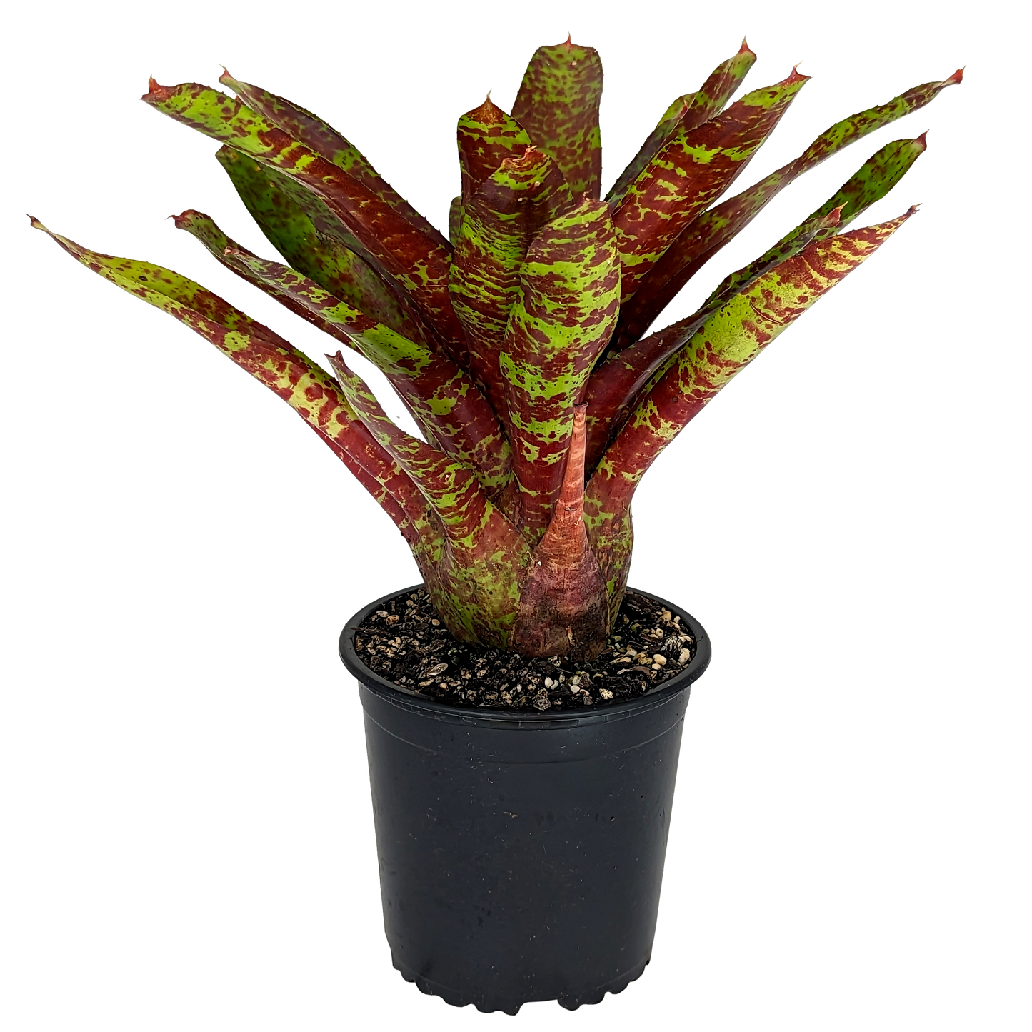 Neoregelia - Betty's Head
