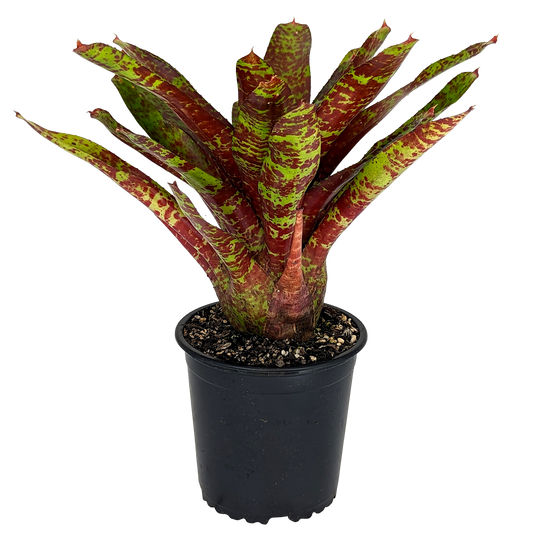 Neoregelia - Betty's Head