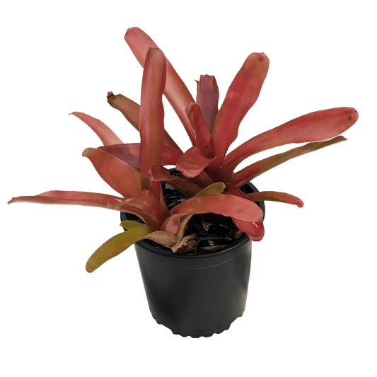Neoregelia fireball