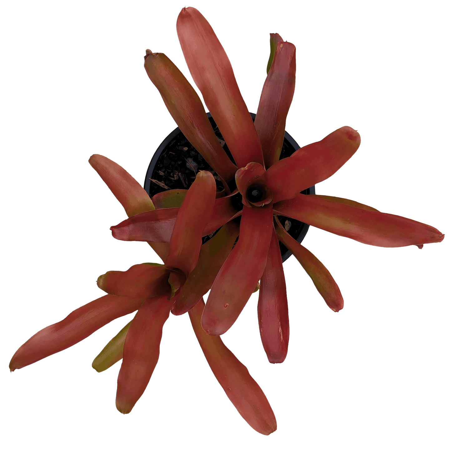 Neoregelia fireball above