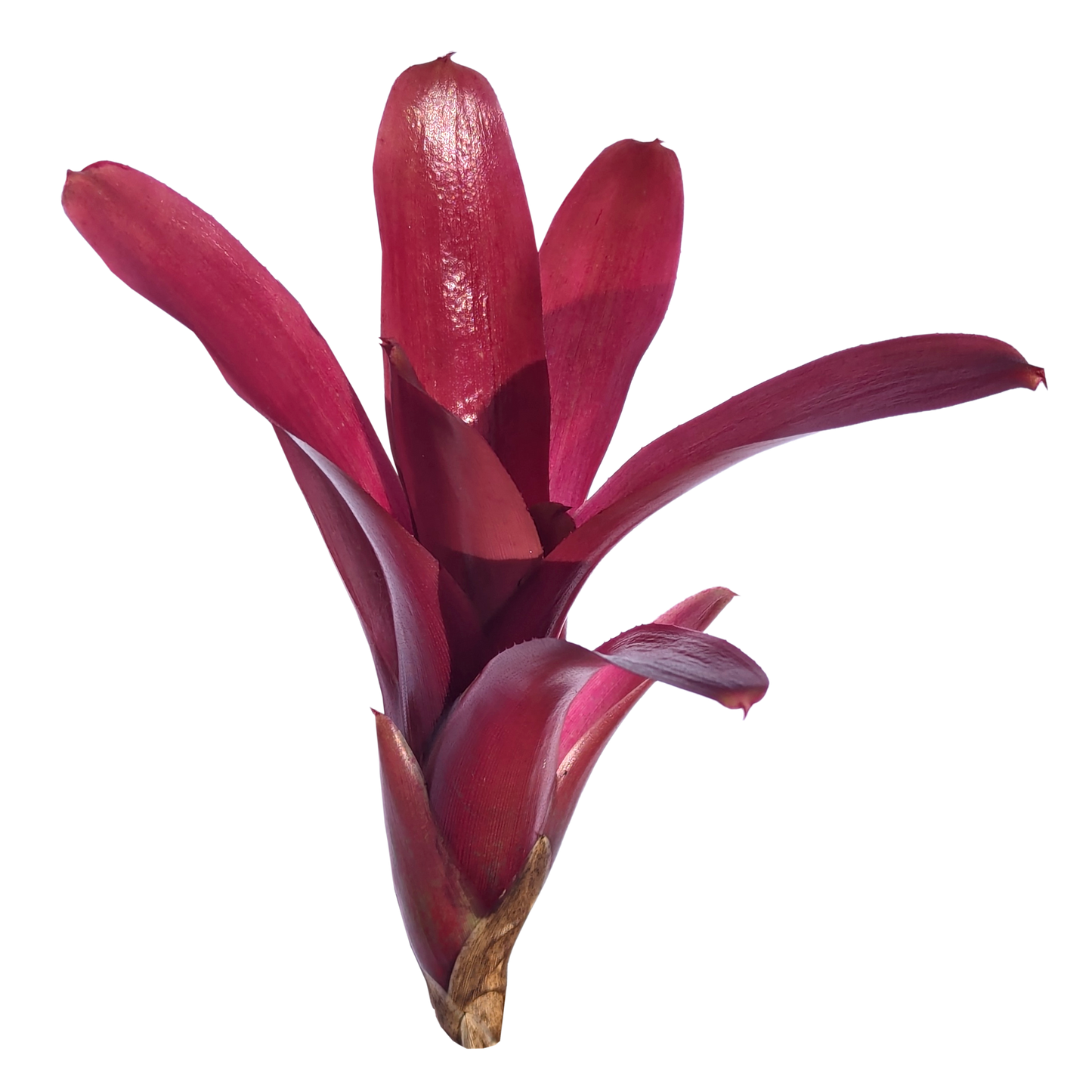 Neoregelia fireball pup