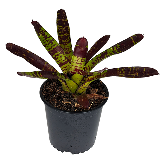 Neoregelia Flash Point 130mm (side)