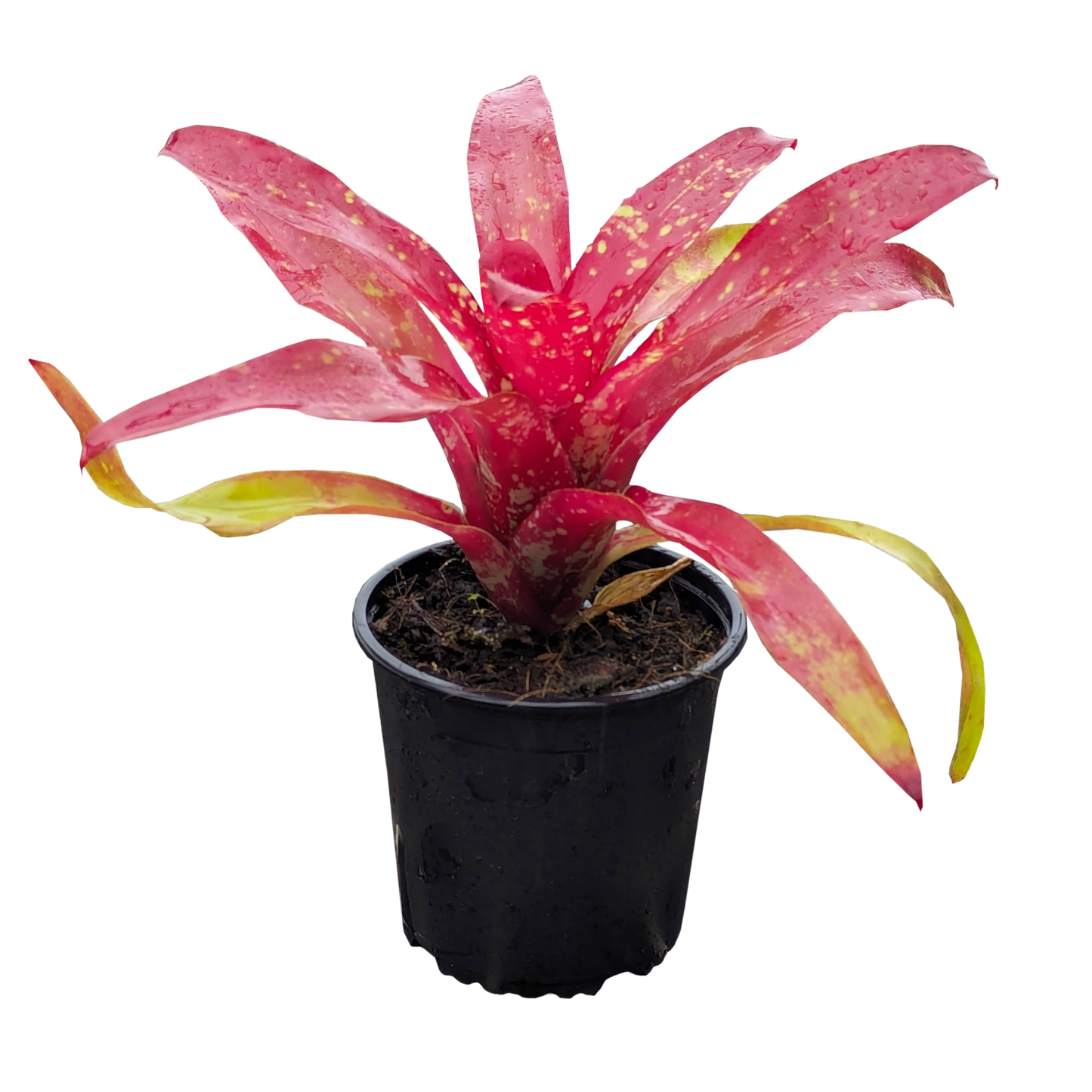 Neoregelia Gazpacho 130mm (side)