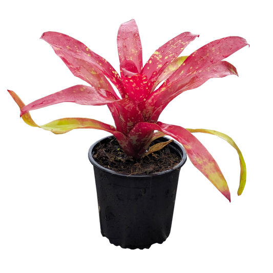 Neoregelia Gazpacho 130mm (side)