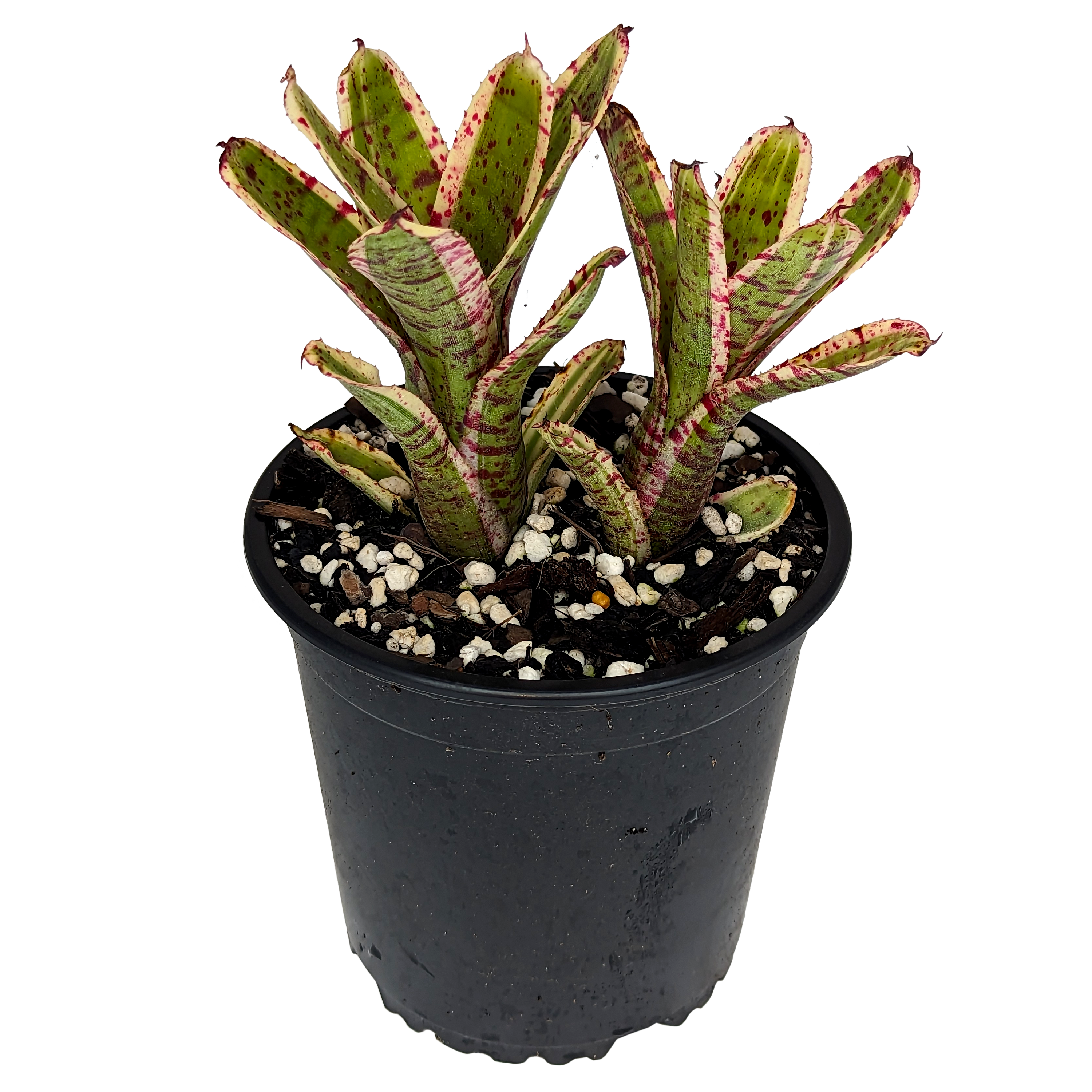 Neoregelia Gizmo Bromeliad – Super Mini Tropical Plant, Clumping, Multicolor, Pup Stage