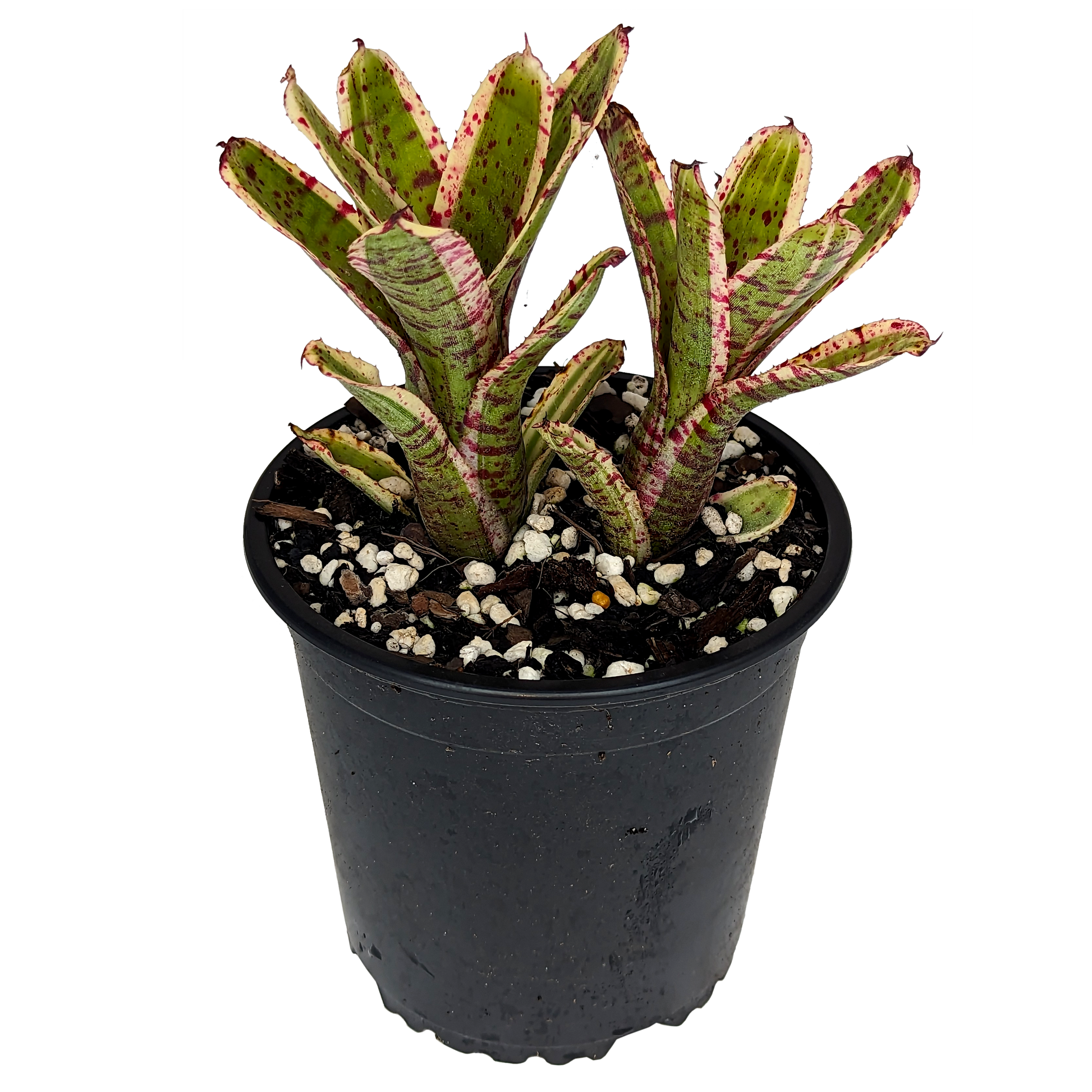 Neoregelia Gizmo 130mm