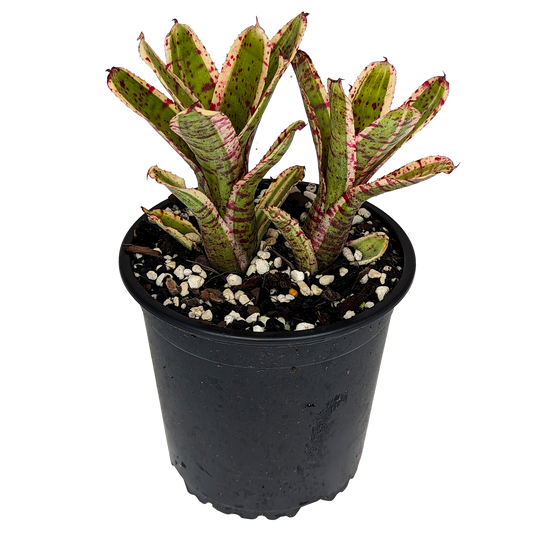 Neoregelia Gizmo 130mm