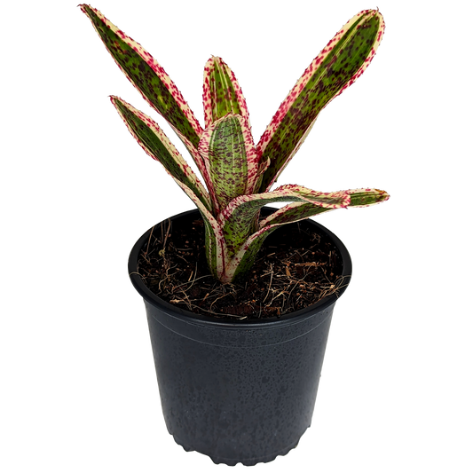 Neoregelia - Heat Rash