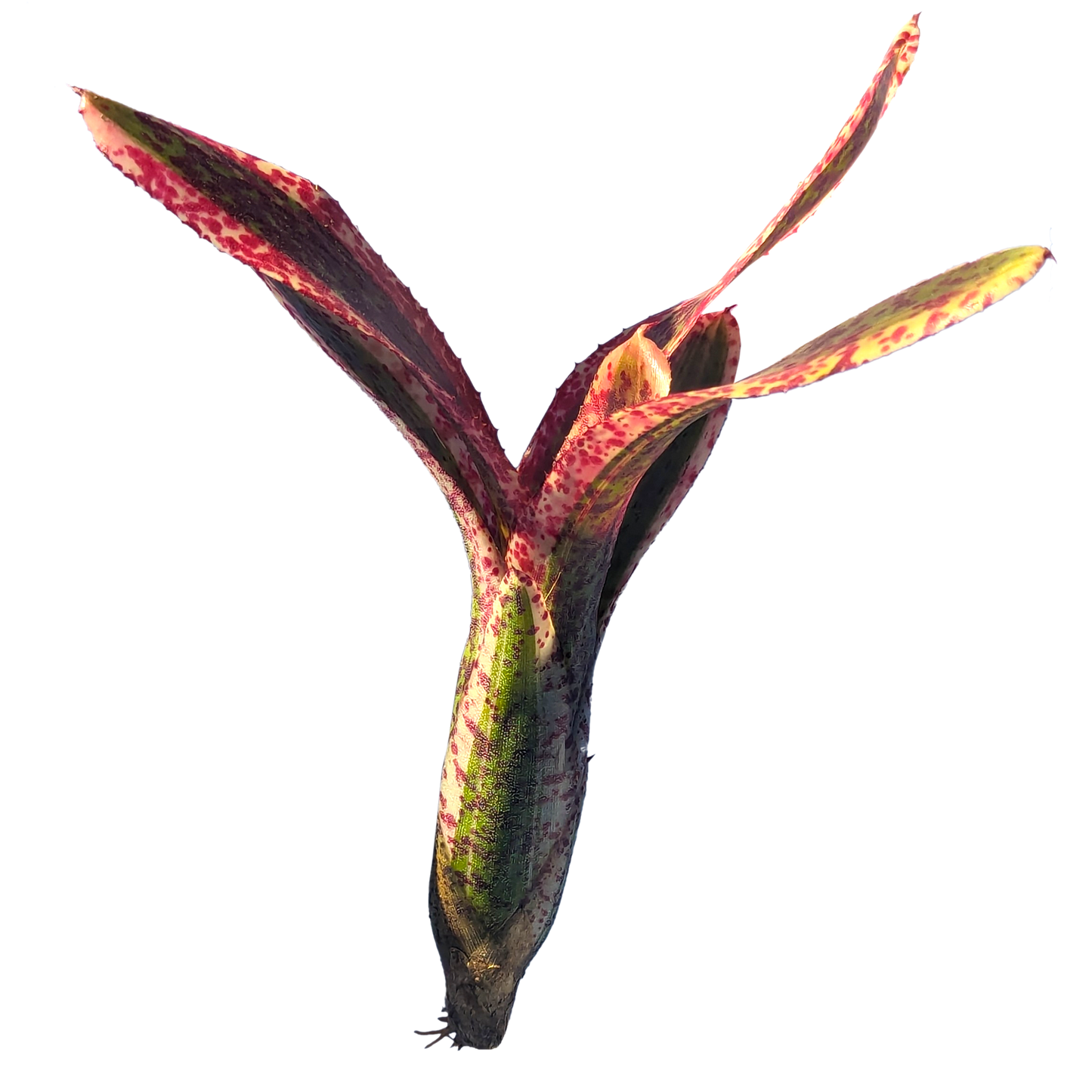 Neoregelia - Heat Rash