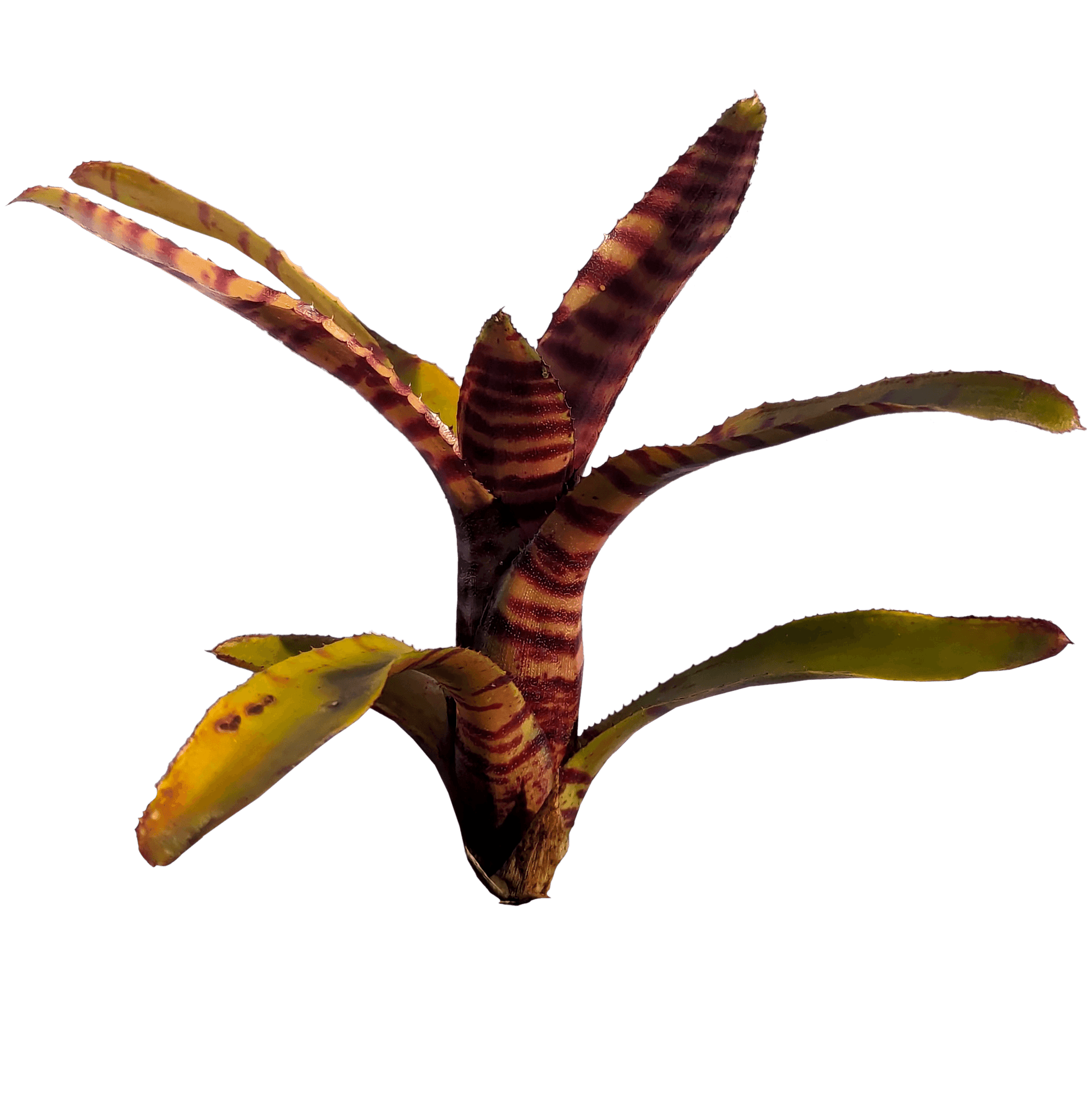 Neoregelia little checkers pup