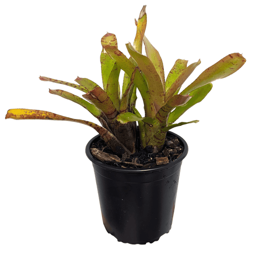 Neoregelia - Ritzy