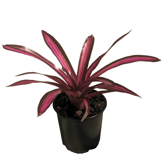 Neoregelia Satsuma Gem