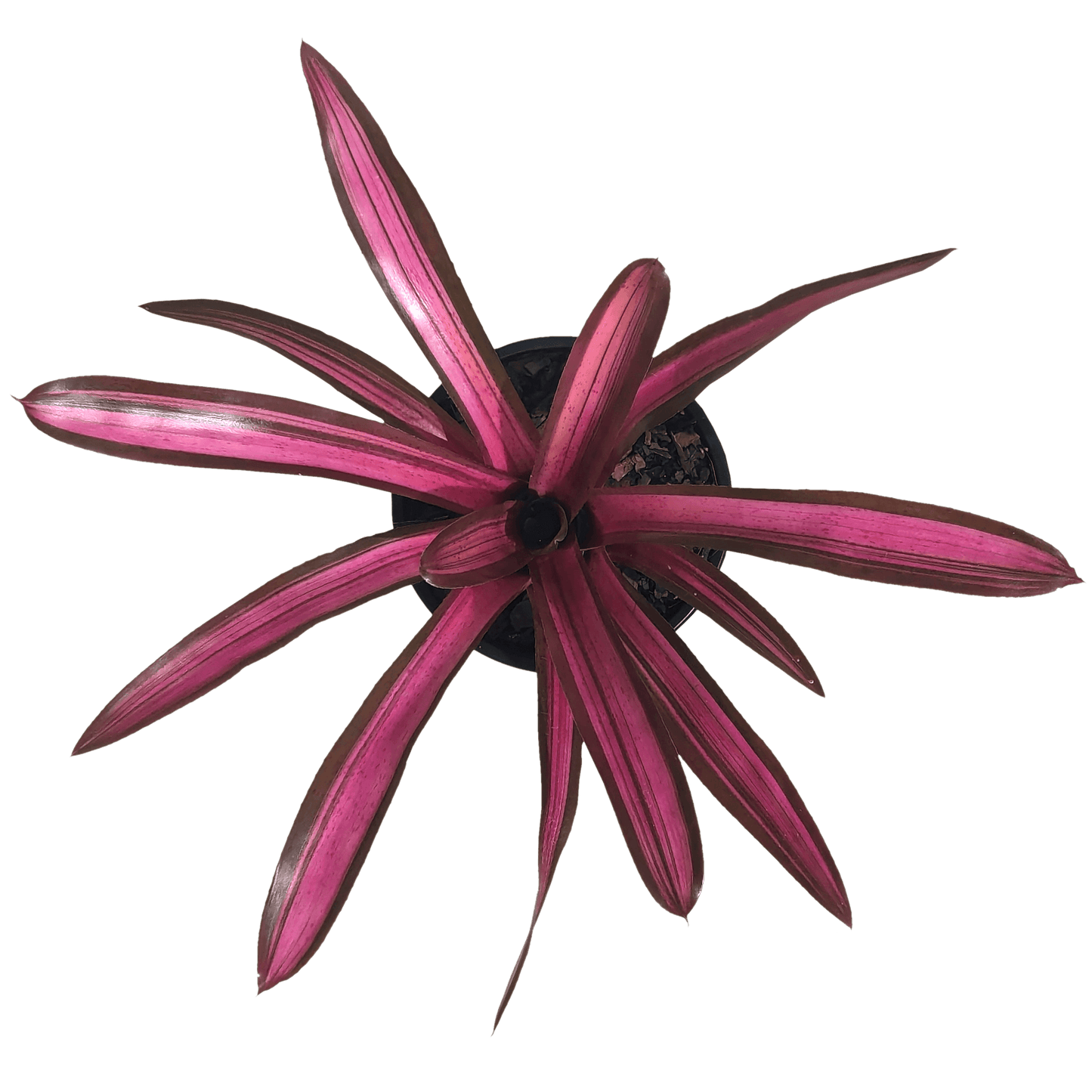 Neoregelia Satsuma Gem above