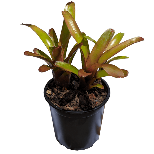Neoregelia Short and Sweet