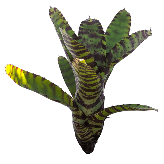 Neoregelia Tiger Tot