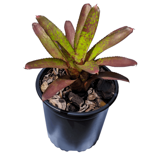 Neoregelia species - Whim