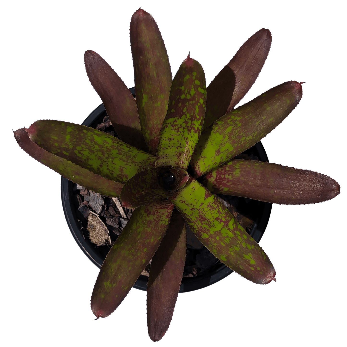 Neoregelia species - Whim above