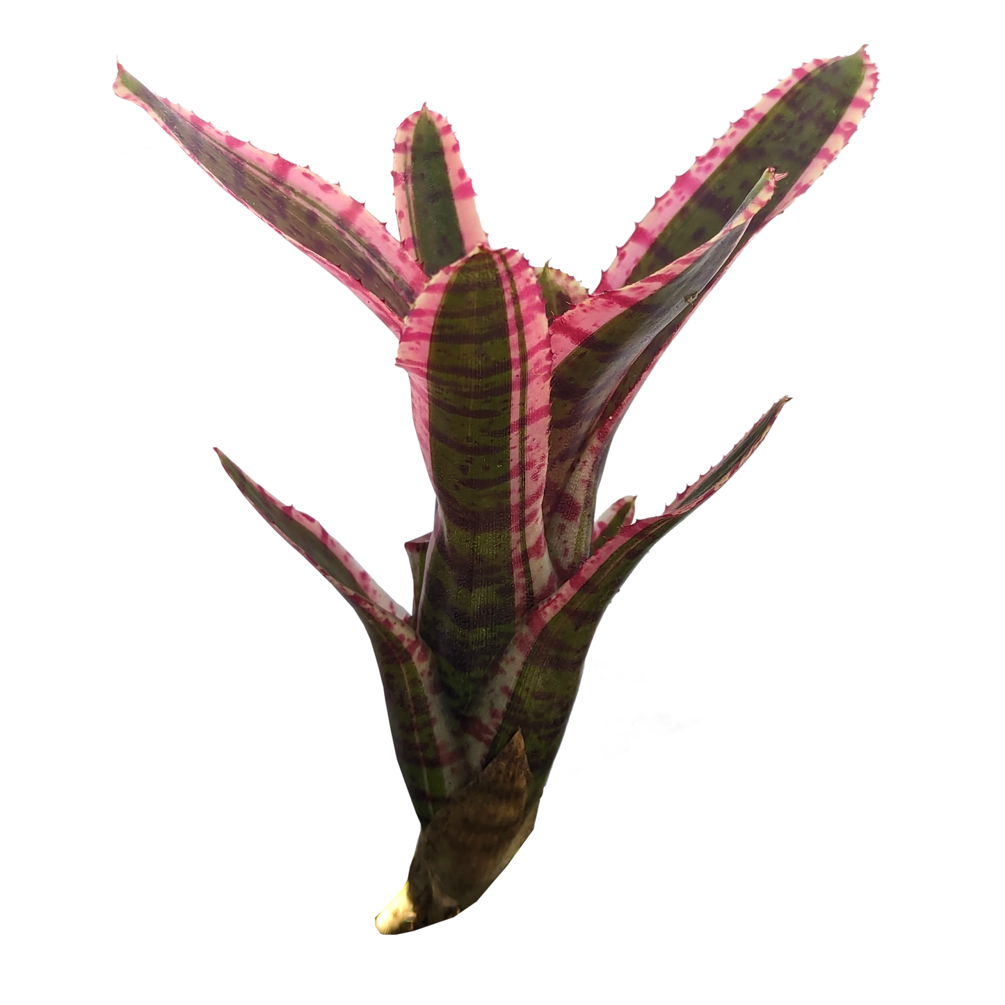 Neoregelia - Whiplash Pup