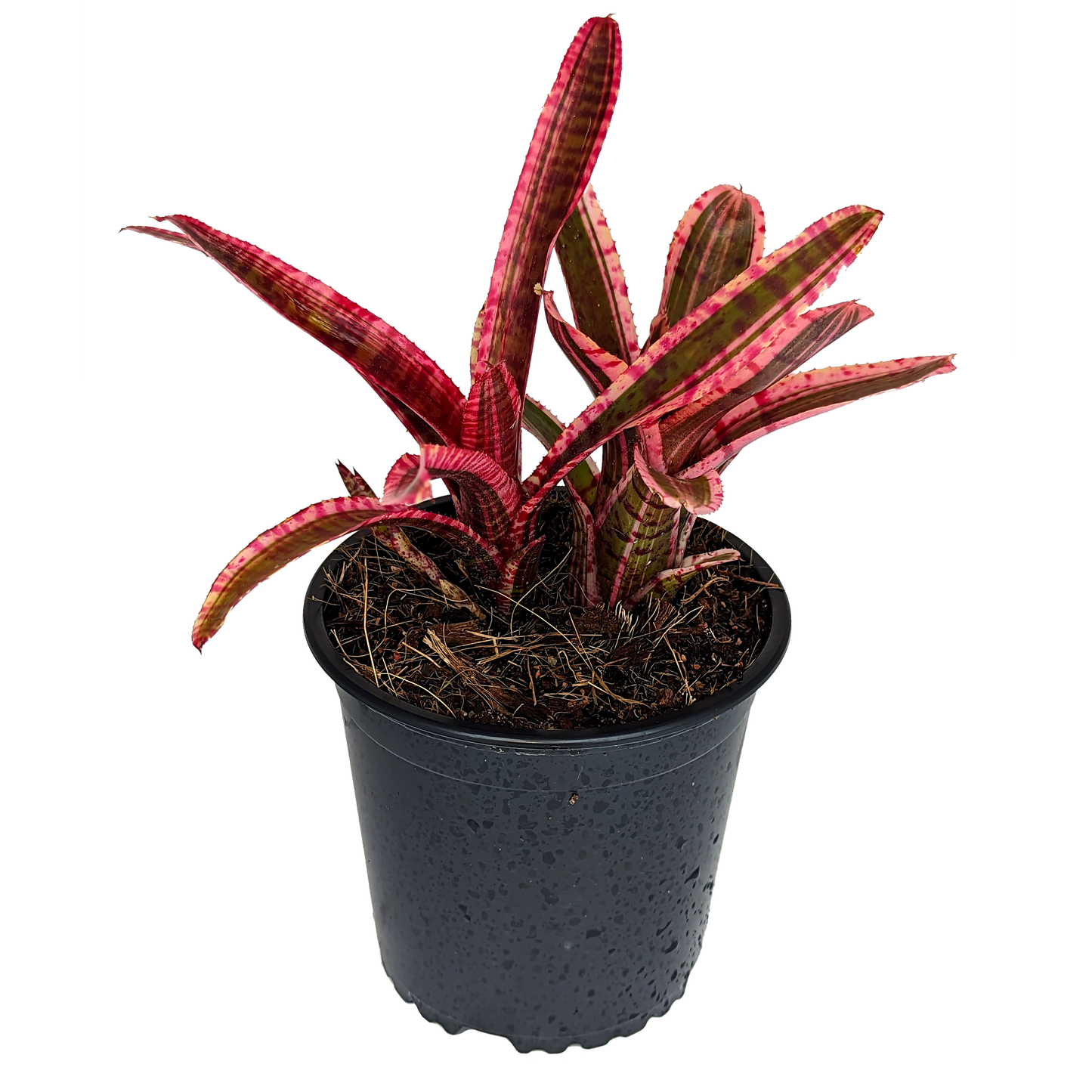 Neoregelia - White Hot Embers