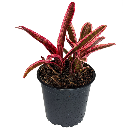 Neoregelia - White Hot Embers