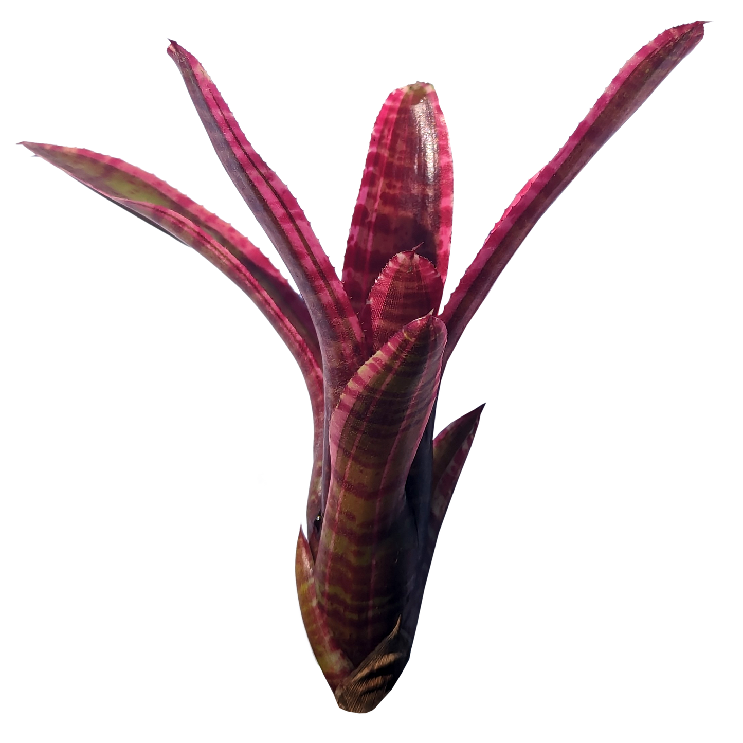 Neoregelia - White Hot Embers