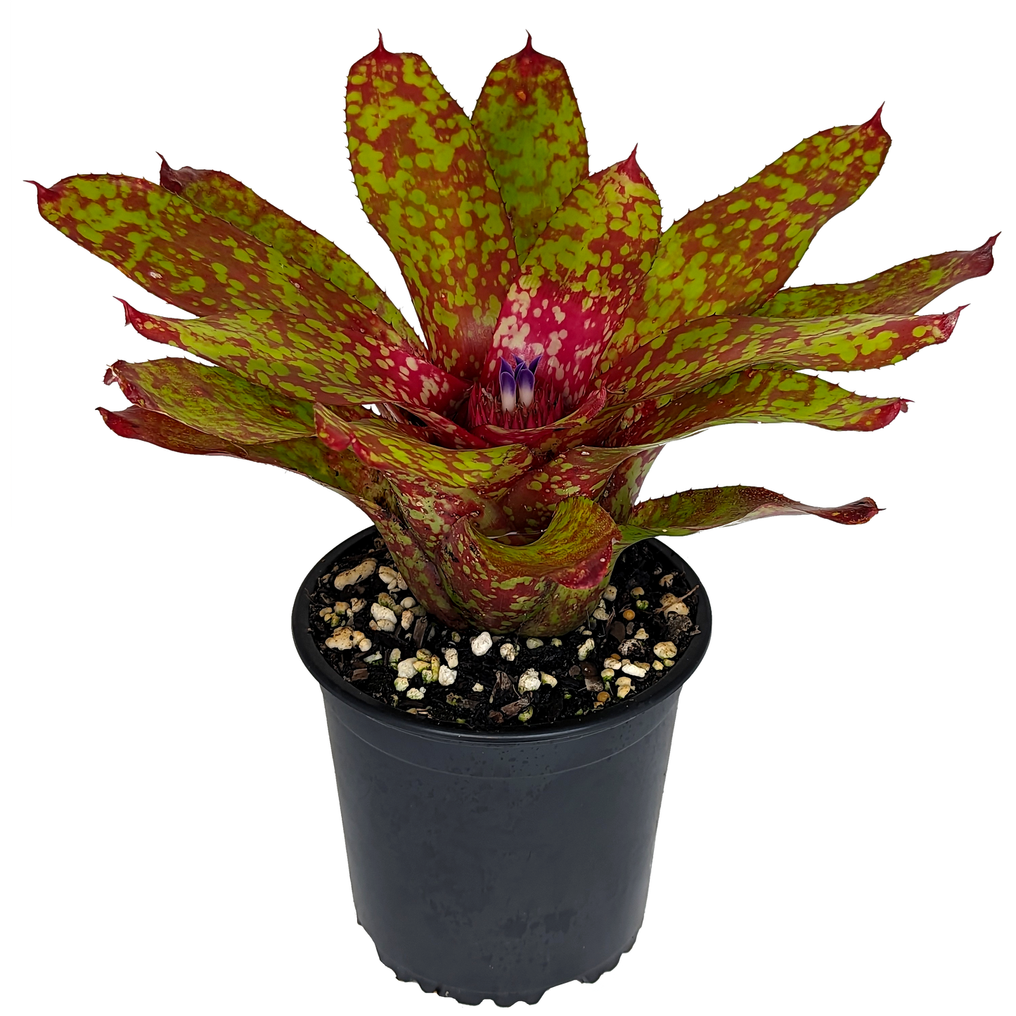 Neoregelia - Winnie the Pooh