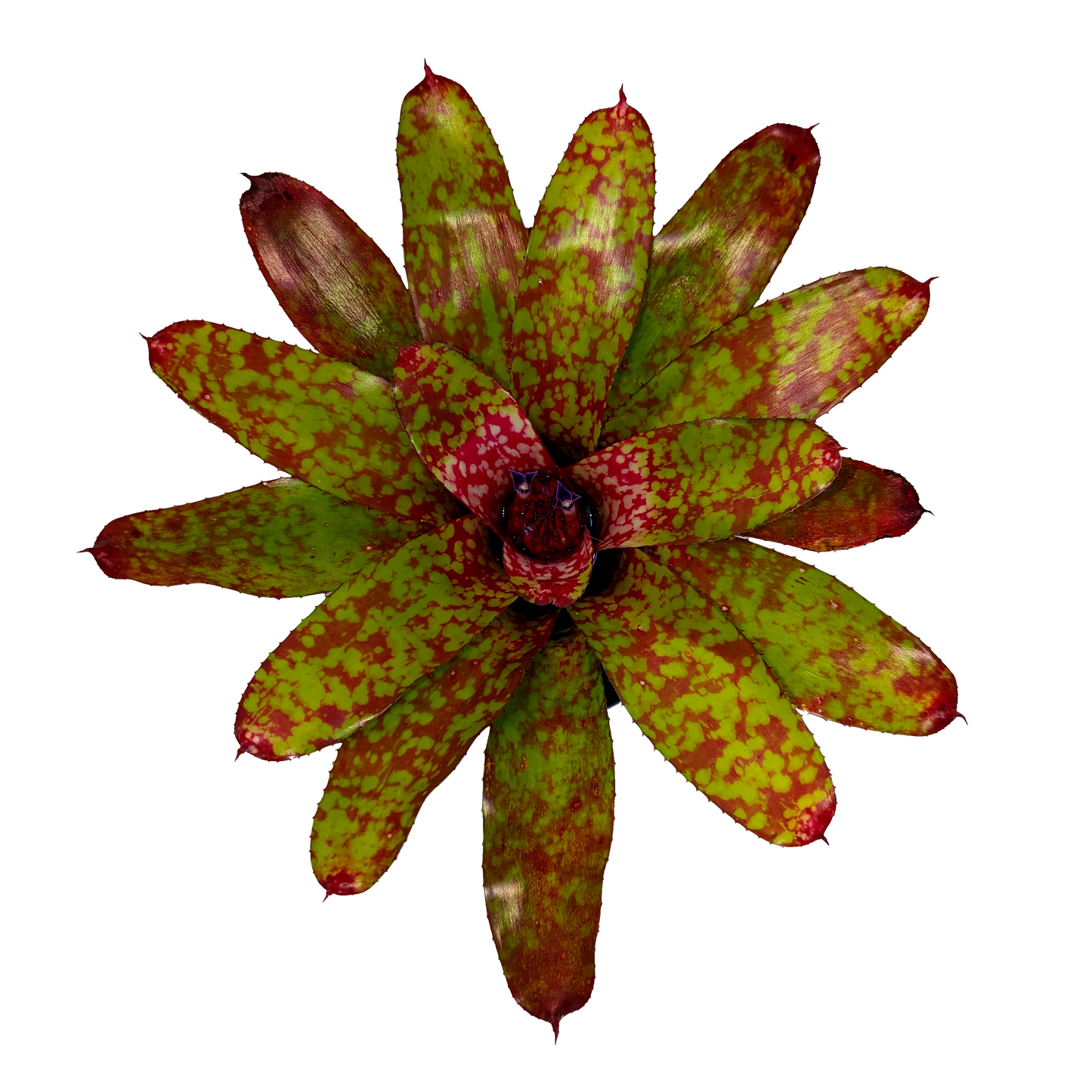 Neoregelia - Winnie the Pooh