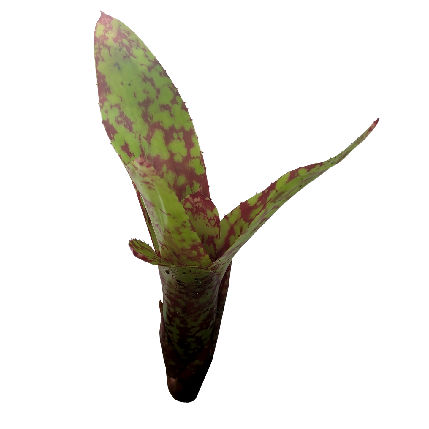 Neoregelia - Winnie the Pooh
