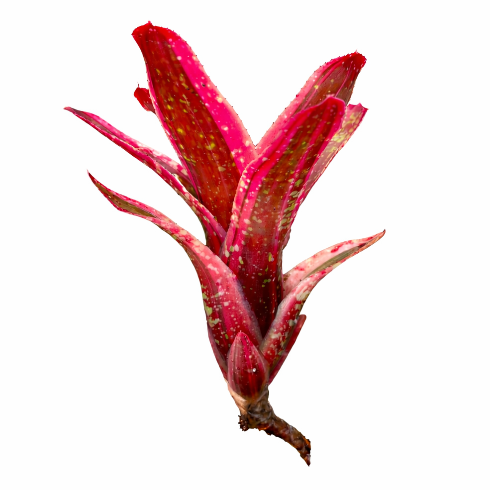 Neoregelia Peachy - Peach leaves with bright pink stripes and lime green spots