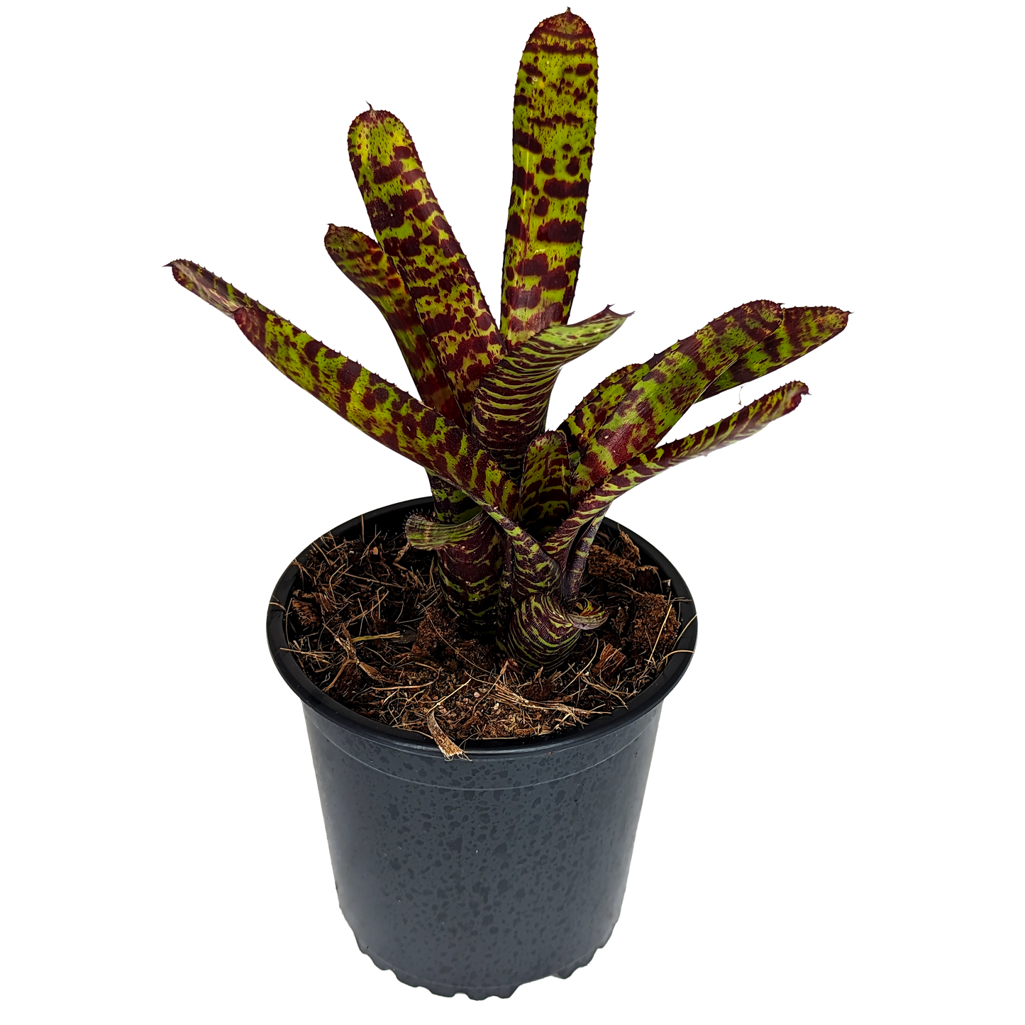 Bromeliad Neoregelia with deep green leaves with striking red cross-banding and stipes of variegation down the center leaves.