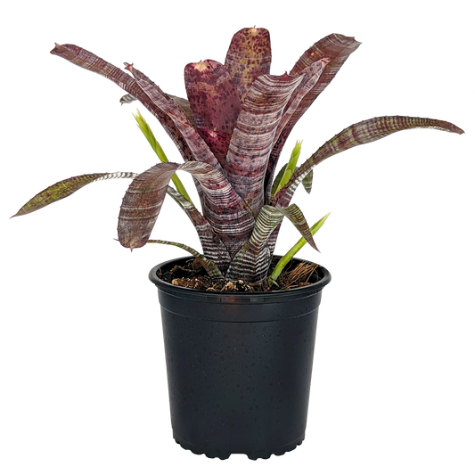 Neoregelia Pauciflora 130mm (side)