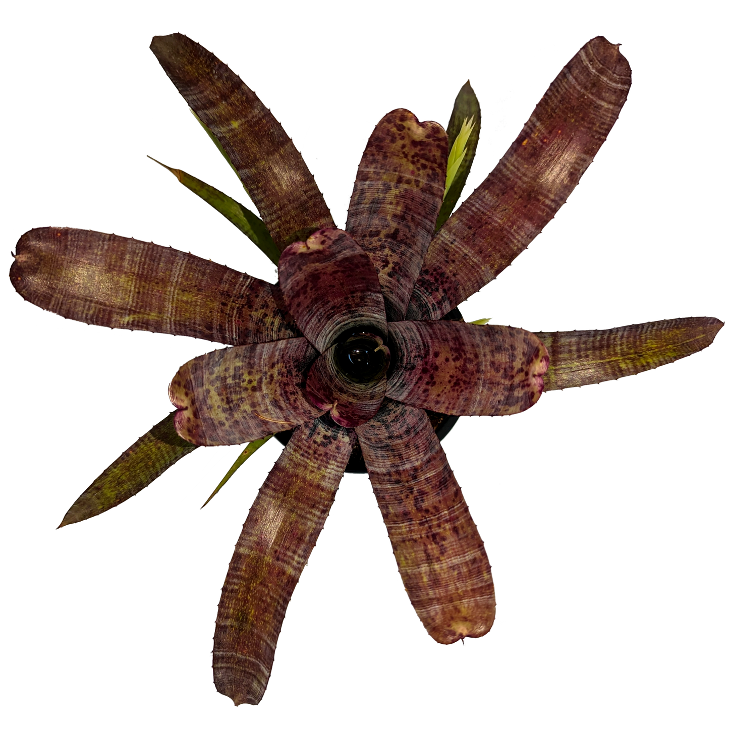 Neoregelia Pauciflora 130mm (top)