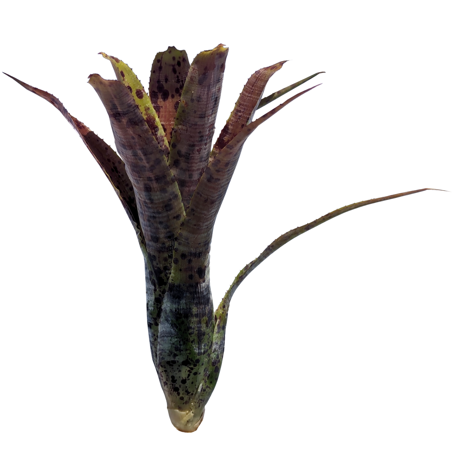 Neoregelia Pauciflora Pup