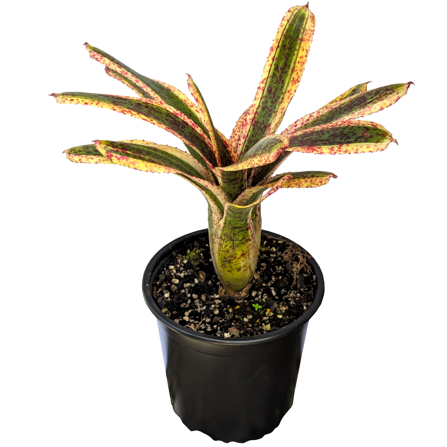 Neoregelia - Snapdragon