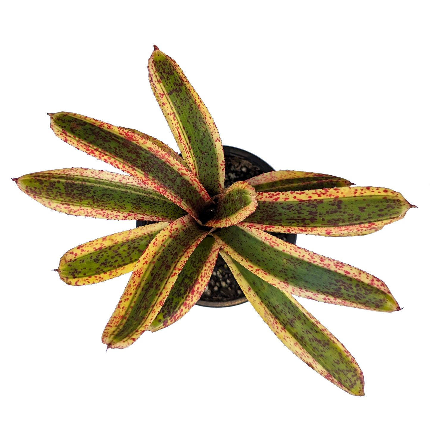 Neoregelia - Snapdragon