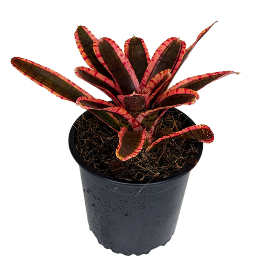 Neoregelia - Whiplash 130mm