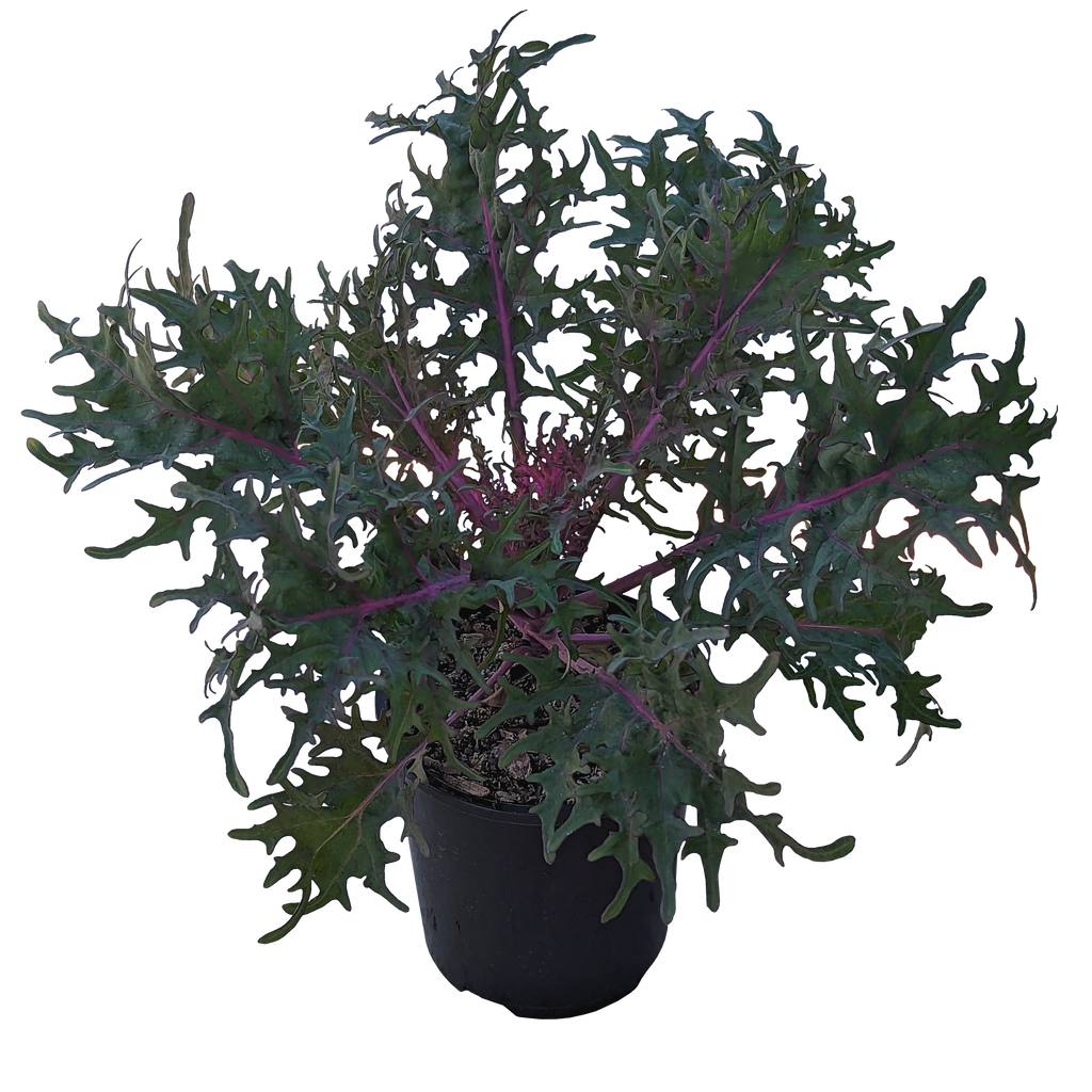 Brassica oleracea Ornamental Kale Our Plant Shop
